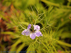love in the mist