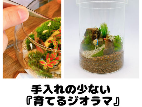 【1月18日（日）11:00〜12:30】『育てるジオラマ』苔テラリウムワークショップ