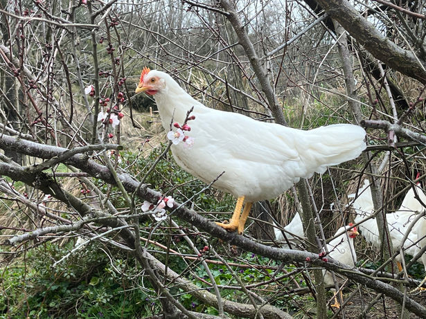gallina livornese, azienda agricola cycnus
