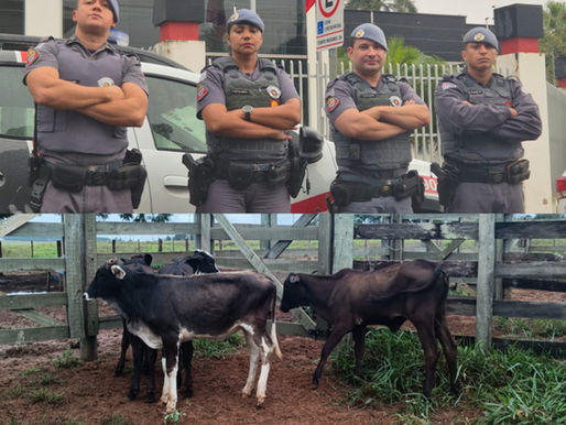 Furto de gado é esclarecido e animais são recuperados pela Polícia Militar em Herculândia