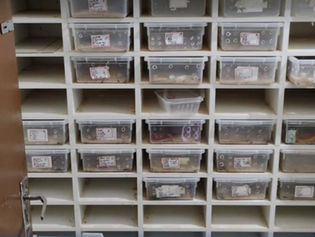 Esquema ilegal de venda de cobras e ovos é desmantelado no interior de SP