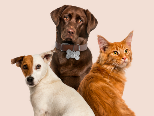 Nova lei em São Paulo autoriza sepultamento de animais de estimação junto aos tutores