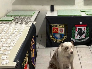 Cães do BAEP encontram tambor com drogas e jovem é preso durante operação em Marília