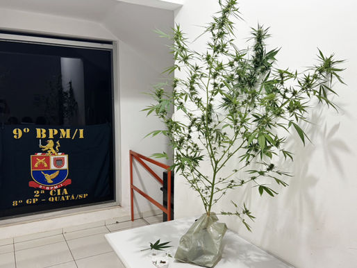 Polícia Militar localiza pés de maconha e sementes durante abordagem em Quatá