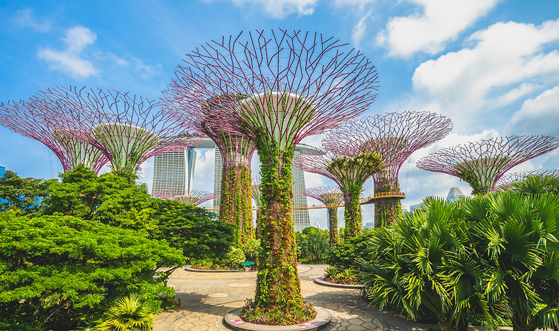 Lạc lối đến Gardens by the Bay: "Vườn địa đàng" giữa đời thực