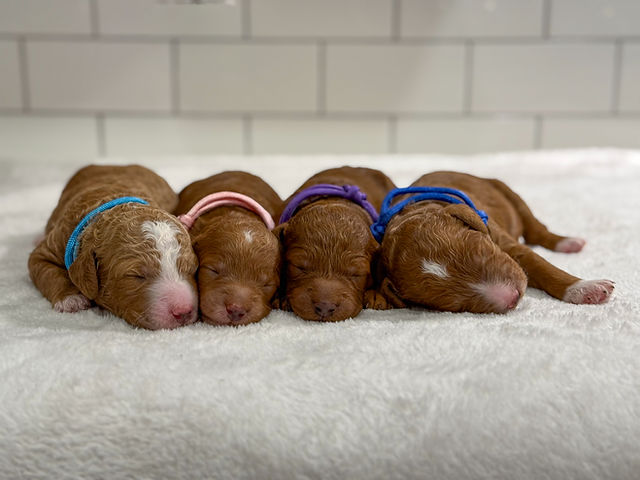 Small Standard Poodle Breeder | Aspen Park Poodles