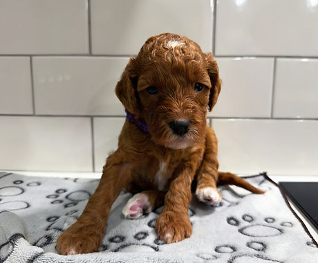 Maisie red abstract moyen poodle puppy at three weeks old