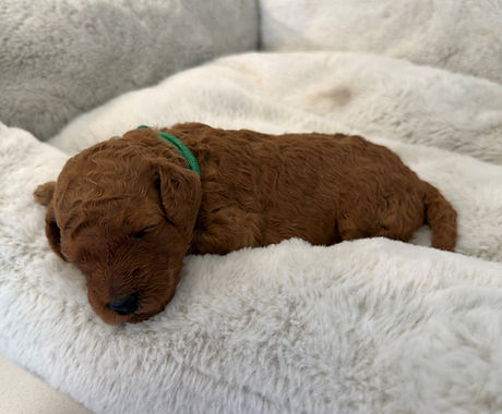 Female Moyen Poodle puppy - Winnie at two weeks