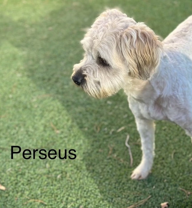Perseius