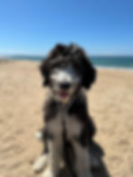 Pepper 3