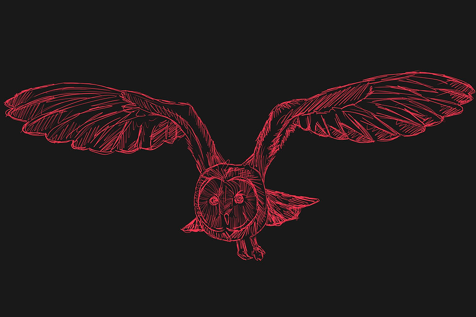 owl