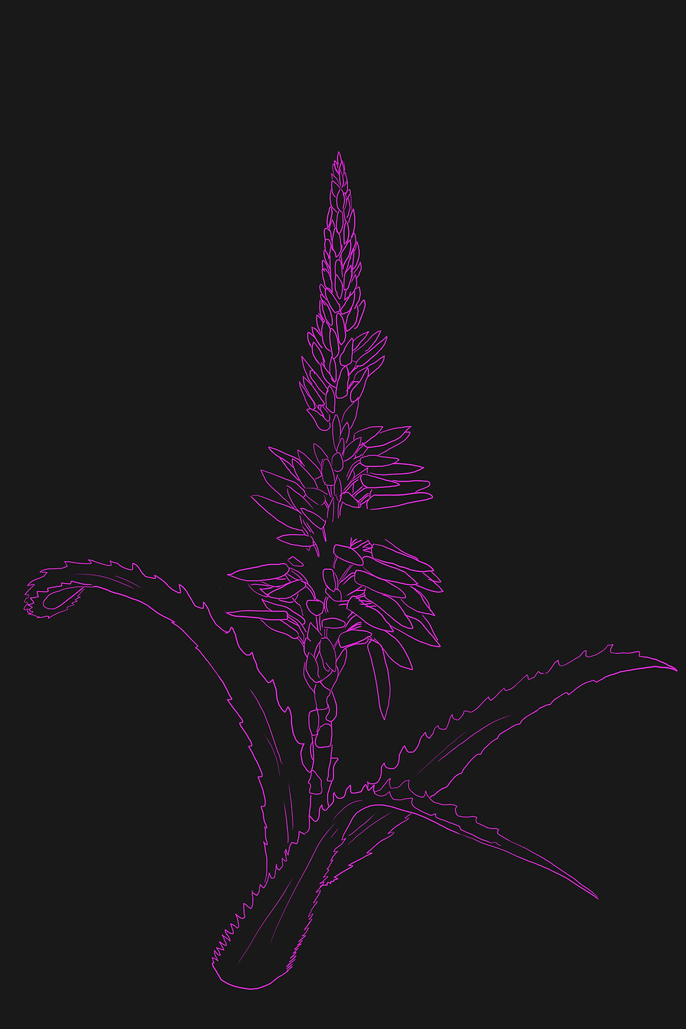 aloe