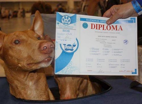 24.06.2016_–_National_Special_Dog_Shows_2016_4