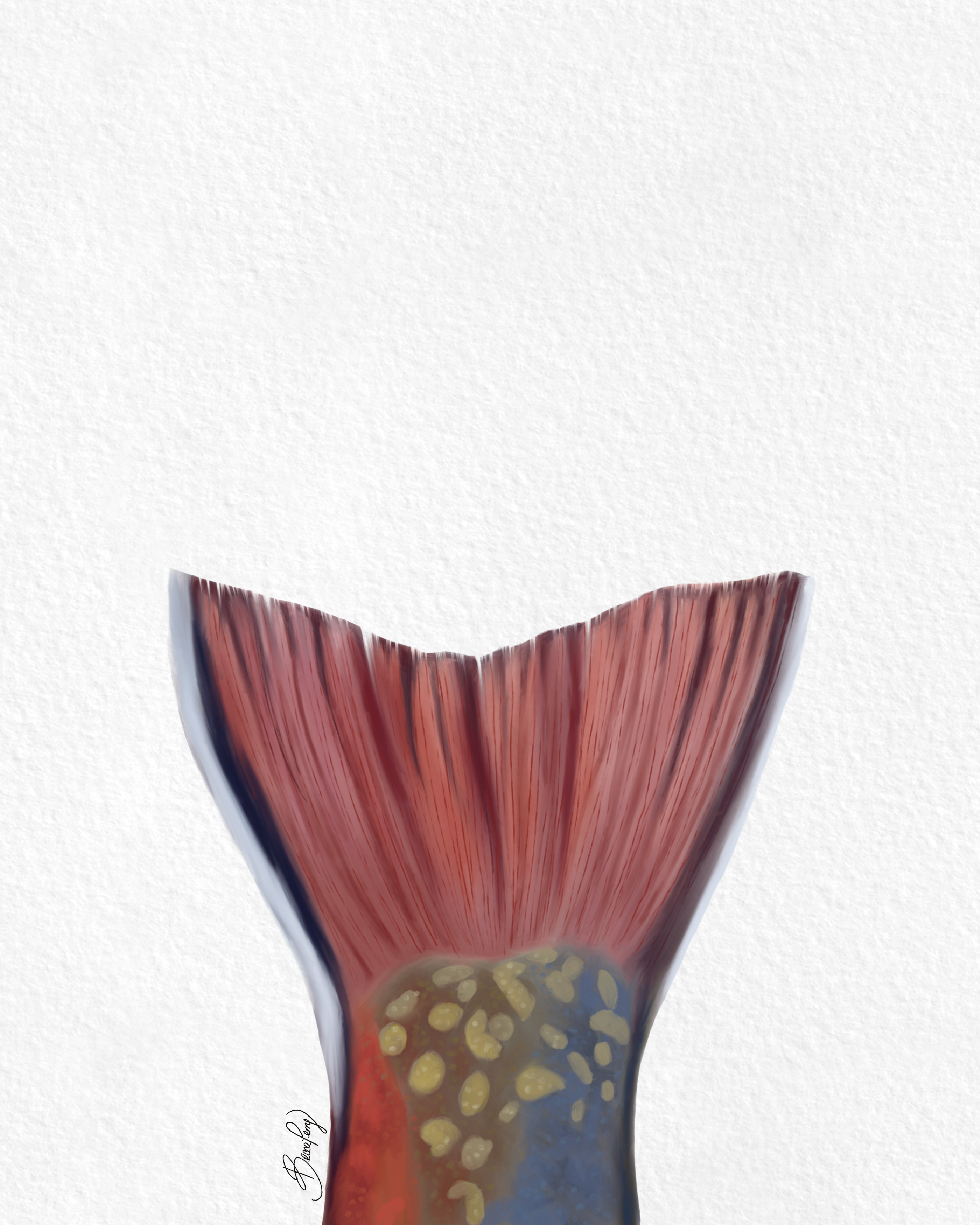 Brook Trout Tail (Fine Art)