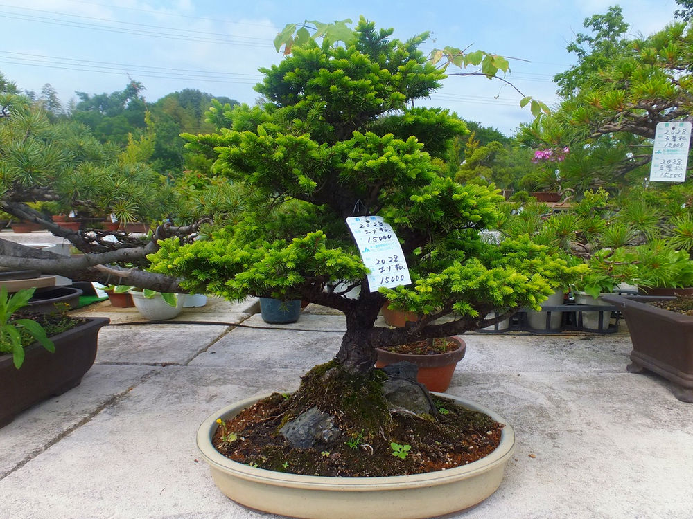 【引取り限定】 盆栽 蝦夷松 引取限定※ 盆栽 蝦夷松 【公式通販】