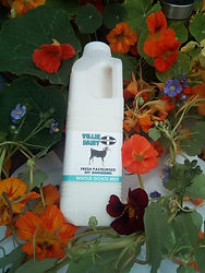 Cornish Goat milk