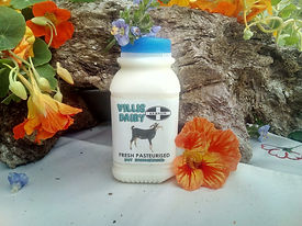 Cornish Kefir