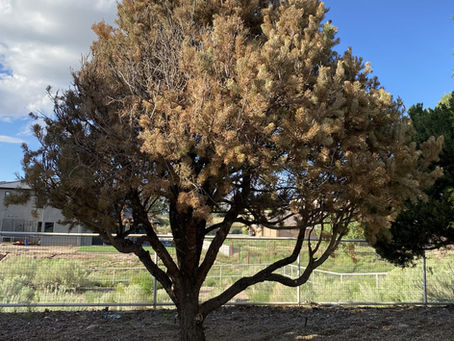 Signs of Drought Stress in Trees in Santa Fe, NM