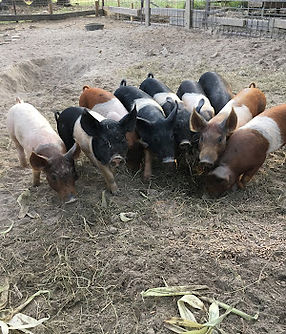piglets.JPG