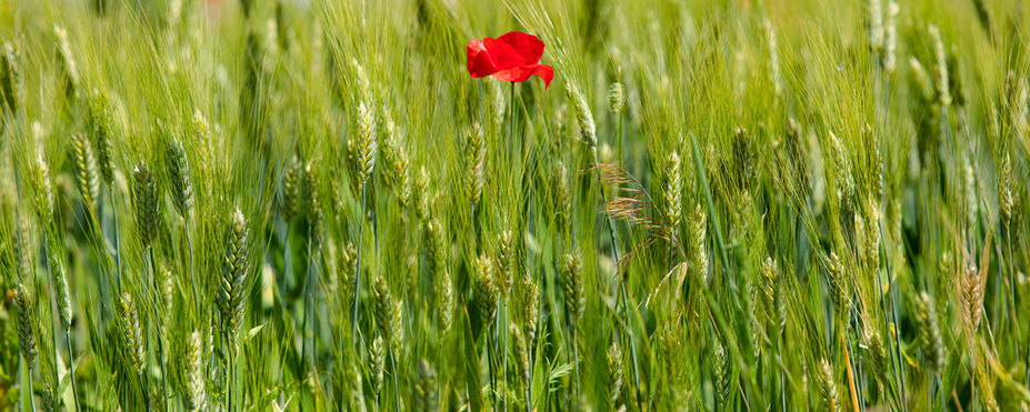 A red poppy surrounded by wheat.