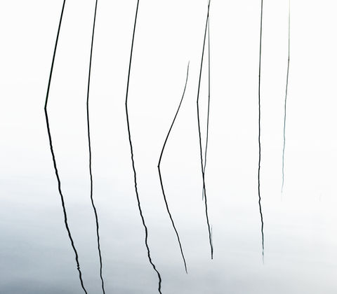 Pencil reeds reflecting on a still lake.