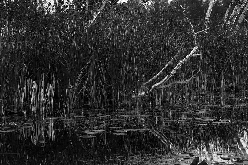 Grayscale image of a swamp with tall reeds and a fallen branch. Calm water reflects the vegetation, creating a serene, natural atmosphere.