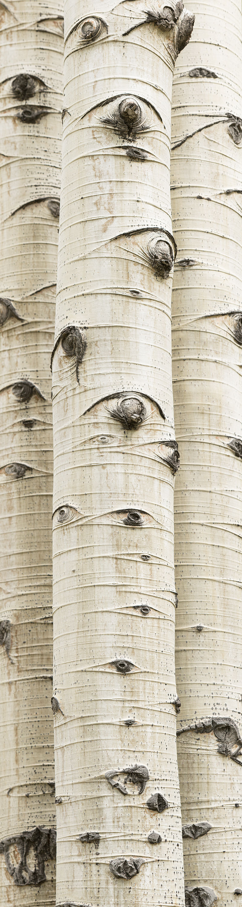 Three aspen trunks tightly positioned in this long vertical composition.