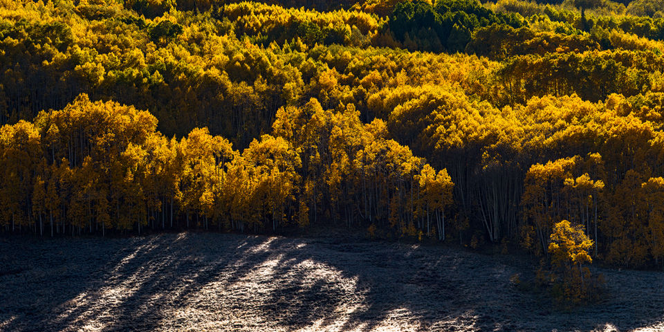 A mountainside of yellow aspens at sunrise.