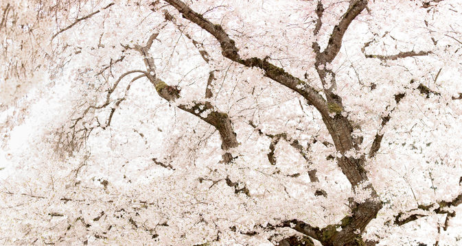 A horizontal shot of a cherry blossom tree.
