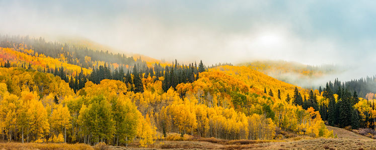 Fog lifting off an aspen covered hillside in fall.