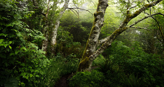 A lush forest setting.