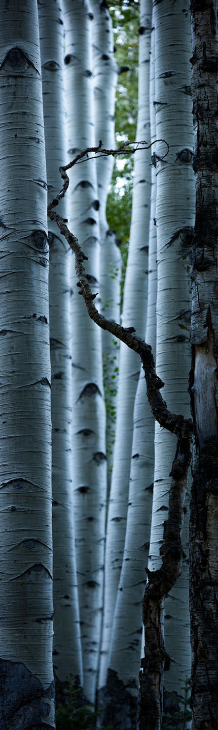 A crooked dead tree silhouetted in front of an alley of aspen trunks.