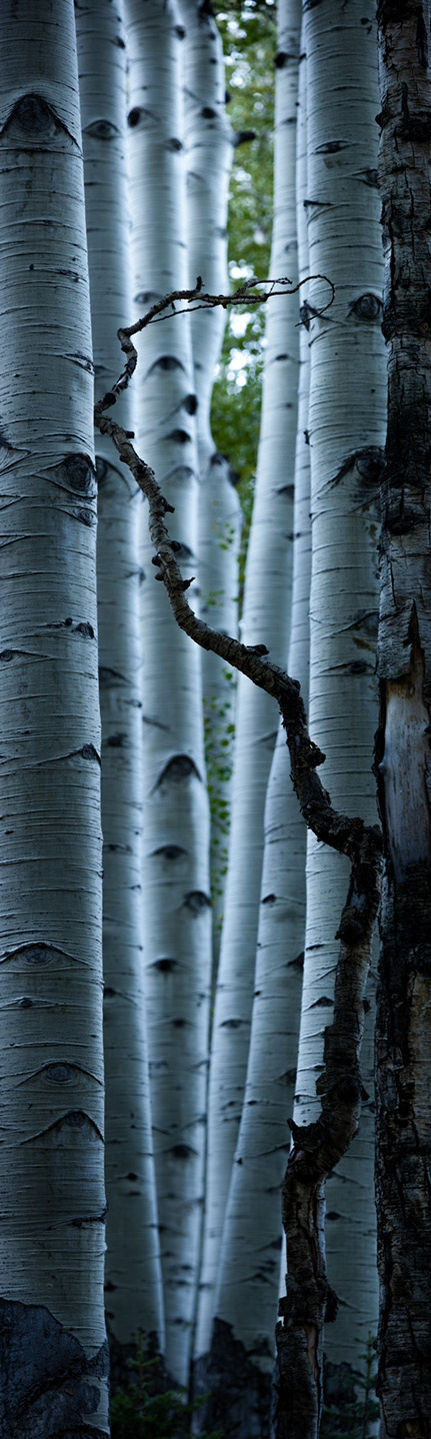 A crooked dead tree silhouetted in front of an alley of aspen trunks.