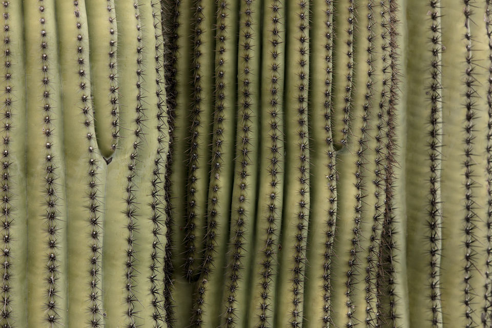 Three saguaro cactus trunks.