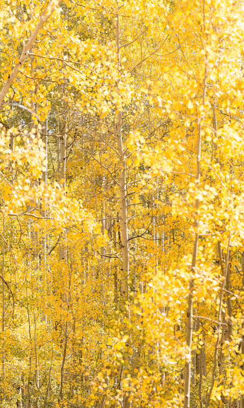 Yellow aspen leaves.