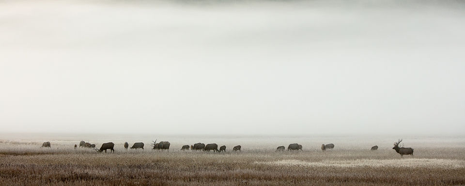 A herd of elk grazing in a field on a foggy morning.