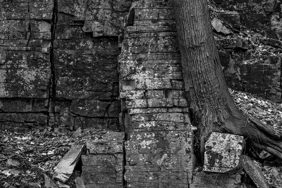 A tree grows from a rocky cliff, with rough bark and textured stones. Leaves scatter the ground. Black and white setting. Rustic mood.