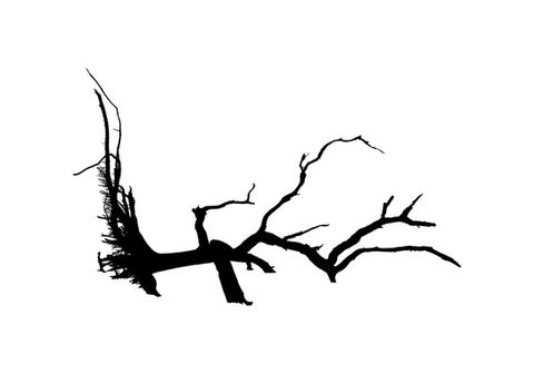 The silhouette of a dead tree.