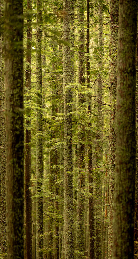 A cluster of evergreen trunks.