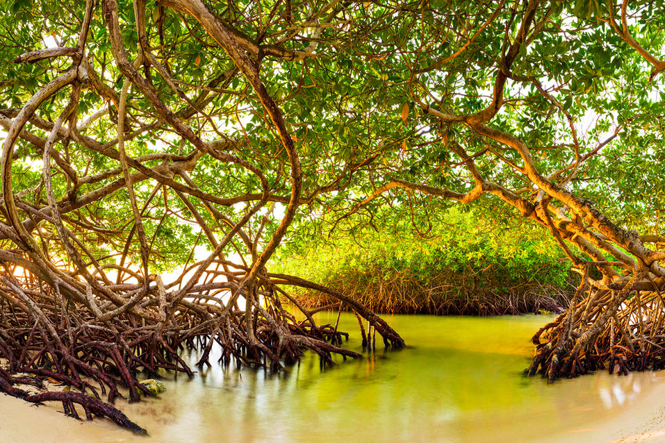 Mangroves growing in the sand beside green water.