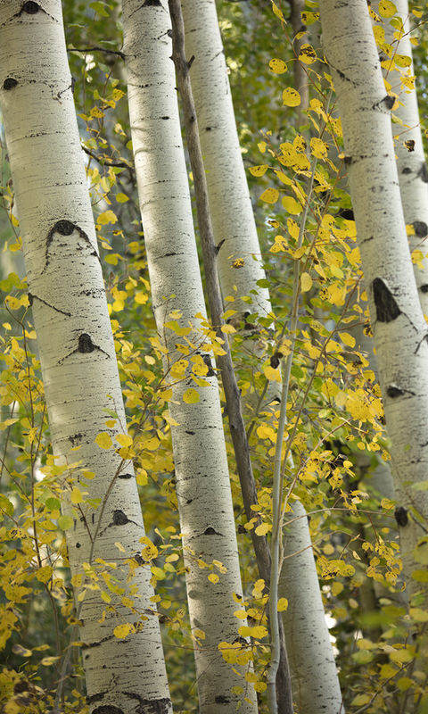 Aspen trunks and leaves.