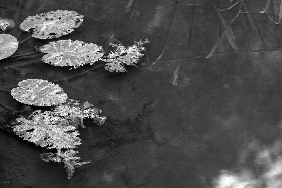 Black and white image of lily pads with textured, torn leaves floating on a calm water surface, reflecting light and reeds.