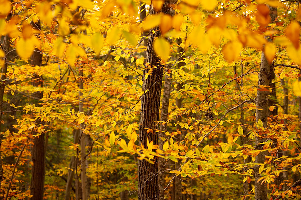 Bright yellow and orange autumn leaves fill a dense forest. Sunlight filters through the foliage, creating a warm and serene atmosphere.