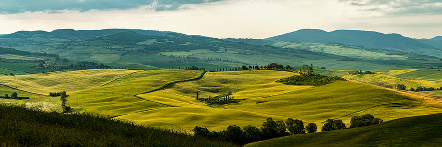 Green farm fields during sunrise.