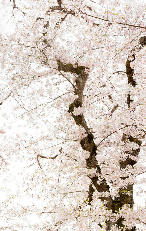 A vertical shot of a cherry blossom tree.