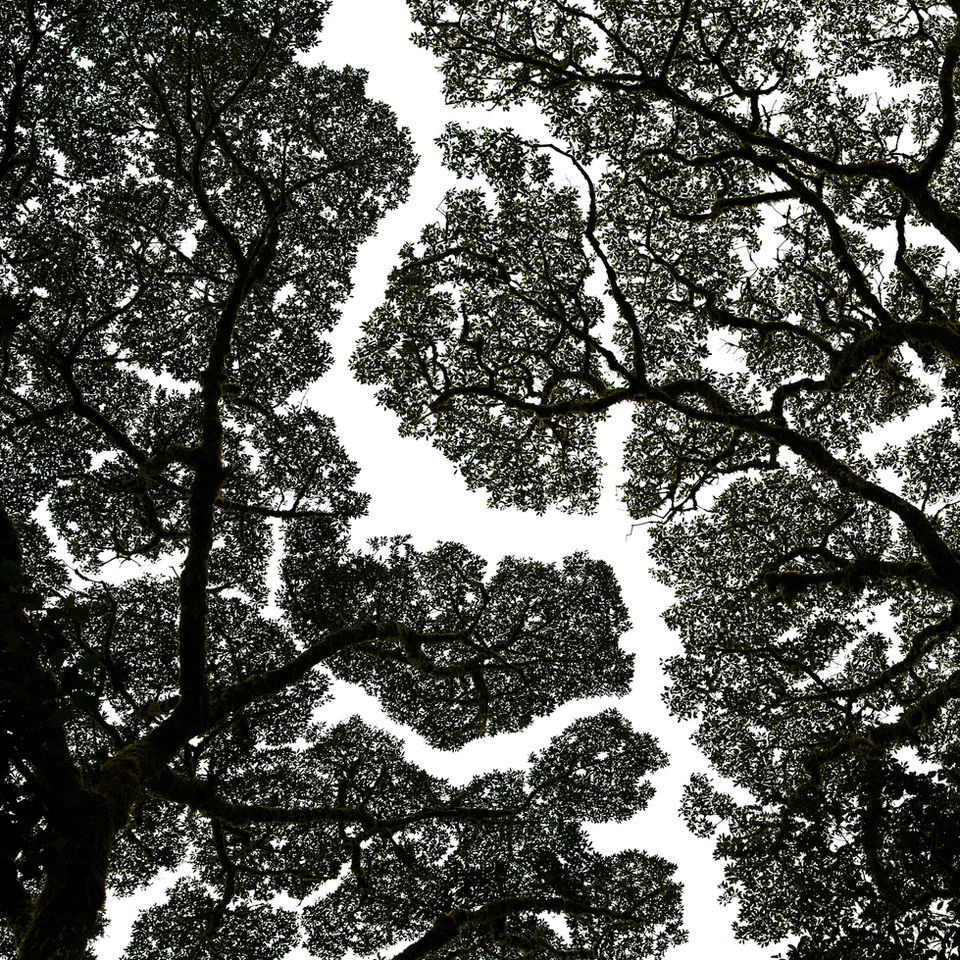 A black and white forest canopy.