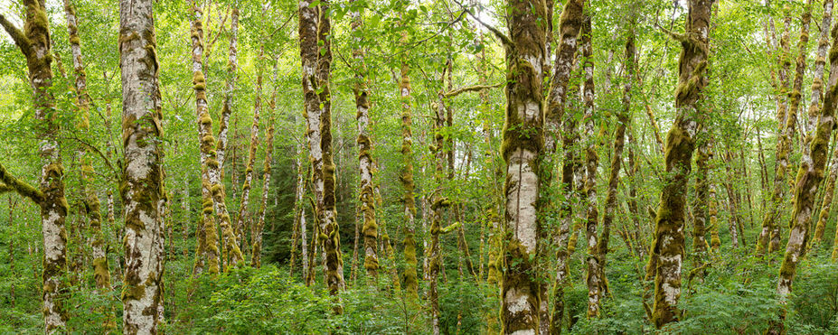 White tree trunks covered in moss in a lush green forest.
