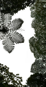 A rainforest canopy from below.