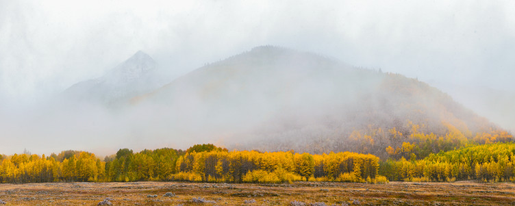 Yellow aspens line the base of two mountains shrouded in fog.