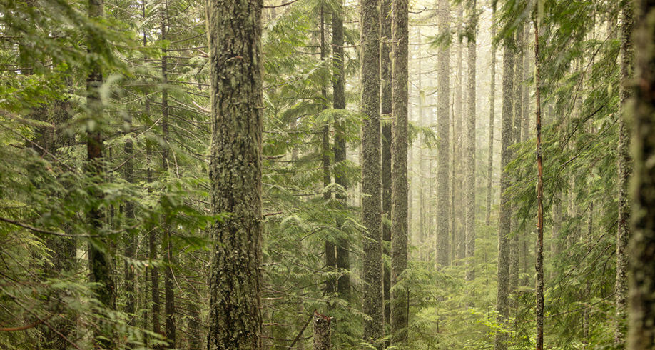 Hallway through an evergreen forest.